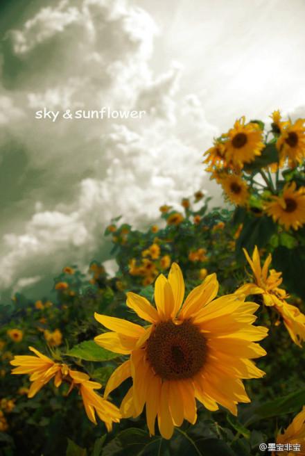 蒋禹清景衍无错版